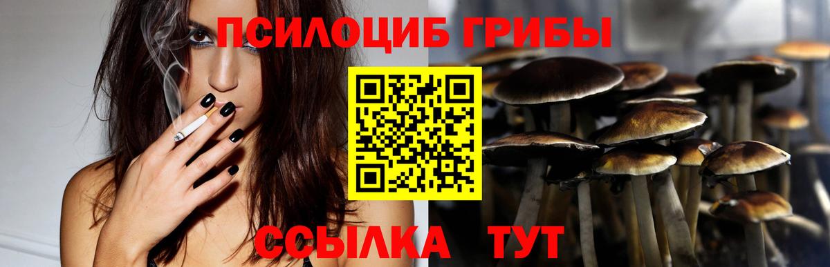 Галлюциногенные грибы Psilocybine cubensis Новоалександровск